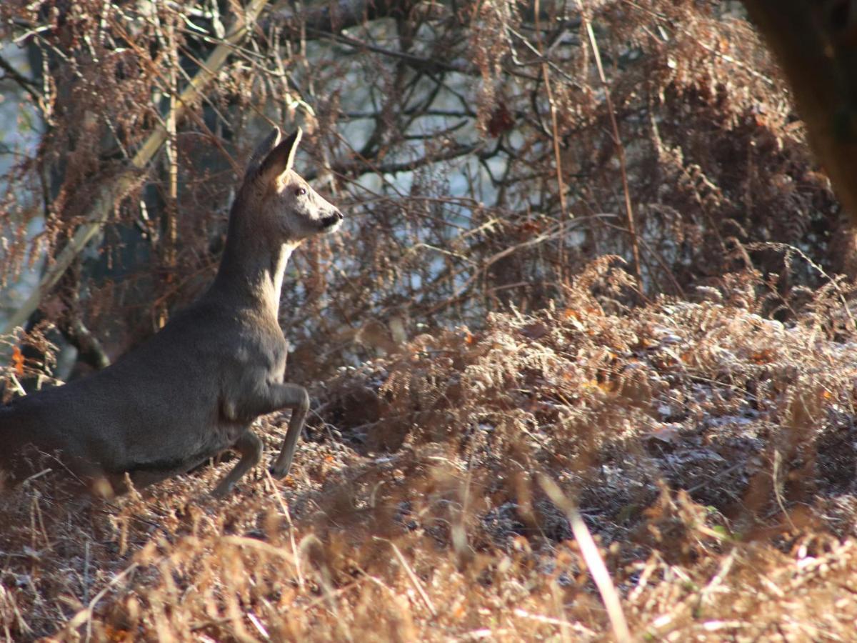 Deer Lodge Wimborne Minster Luaran gambar