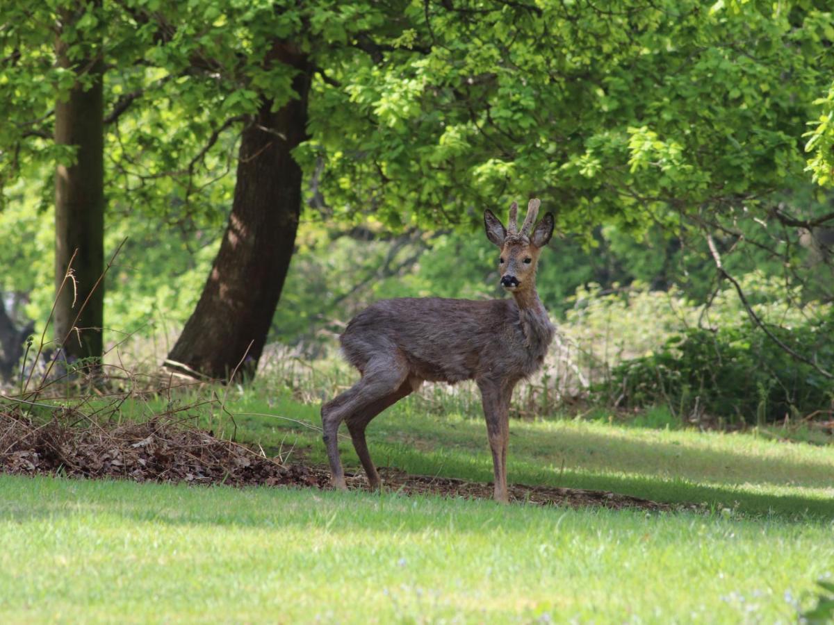 Deer Lodge Wimborne Minster Luaran gambar